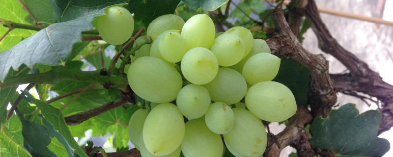 葡萄上架怎样管理（葡萄树上架管理）