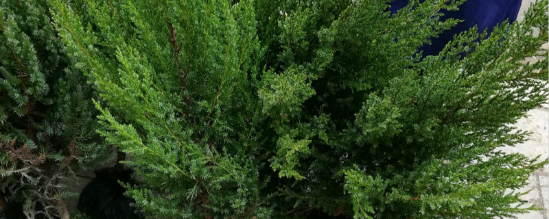 杉树施什么肥长得快（杉树用什么肥最好）