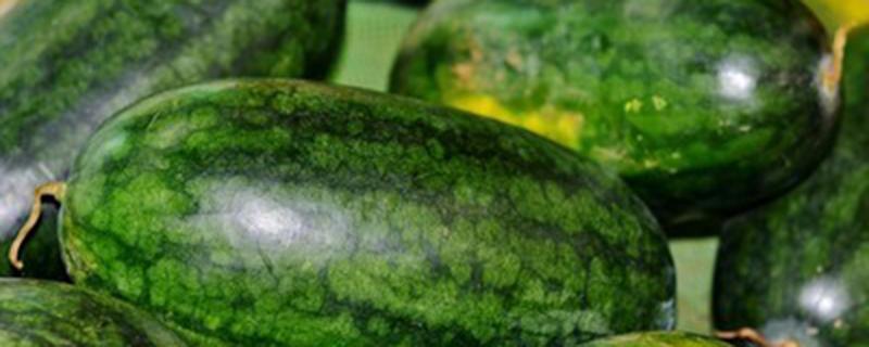 西瓜苗定植后几天浇水好（大棚西瓜定植后几天浇水好）