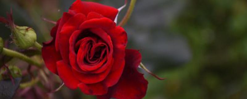 月季灰霉病和霜霉病的区别（月季灰霉病的症状特点和防治方法）