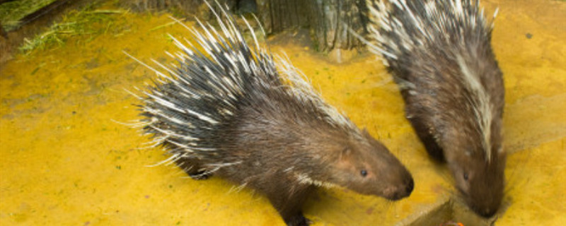 豪猪吃什么食物 豪猪的食物有哪些