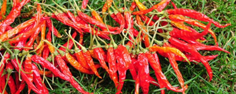 辣椒栽后多久可以上肥(辣椒栽了多久能施肥)