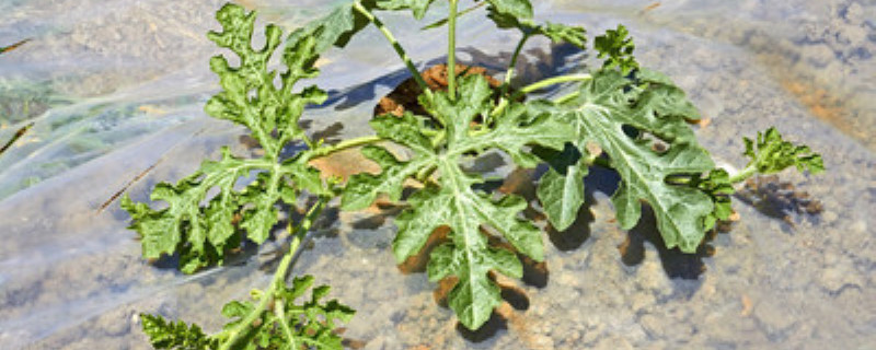 西瓜怎么打枝才会大个 西瓜怎么打枝才会大个?