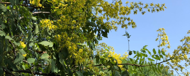 暴雨天气人们怎么保护小树苗（暴风雨后小树苗）