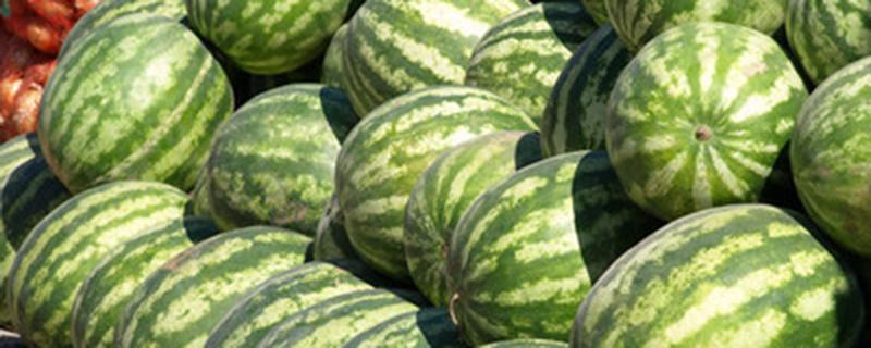 西瓜多少天停止膨大 西瓜多少天停止膨大转色