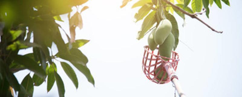 果树打药后几小时下雨没有影响（果树打完农药几小时下雨没事）