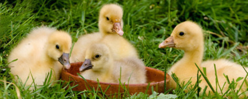 小鹅不吃不喝应该喂什么药（养小鹅吃什么药不生病）