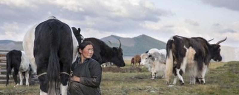 奶牛一直产奶吗 牛奶为什么一直产奶