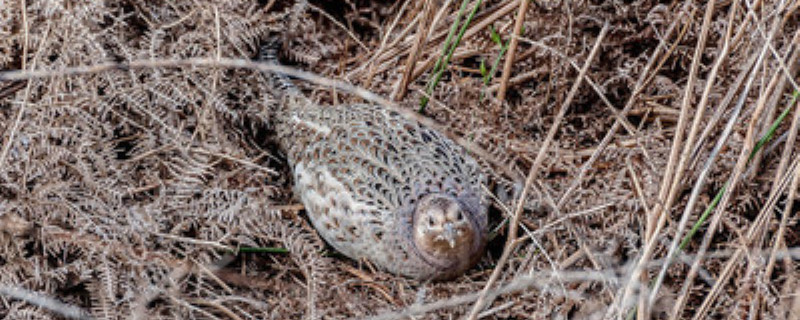 怎样防治野鸡吃玉米苗（怎样防治野鸡吃玉米苗的病）