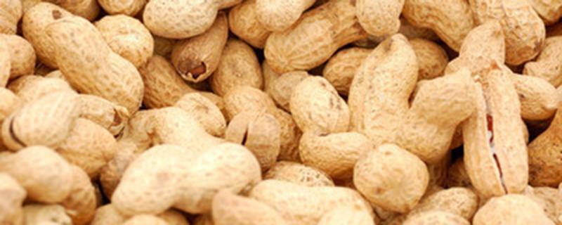 花生做花肥要煮熟吗（花生炒熟能做养花肥料吗）