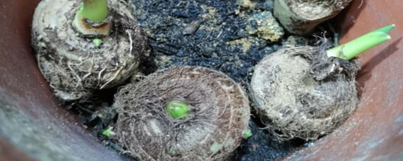 芋头发芽可以切开种植吗（芋头发芽了能切下来种植吗）