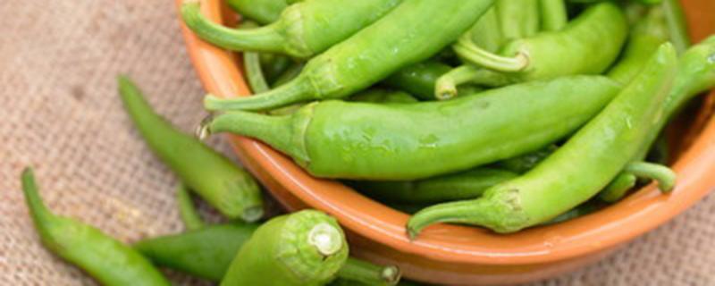 辣椒遇到连续下雨怎么办（连续下雨辣椒怎么处理）