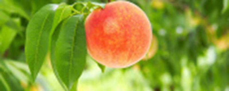 桃子多大开始套袋 桃子要多大个才套纸袋