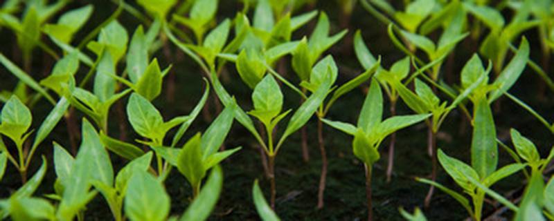 菜苗刚开始怎么浇水 小白菜出苗后怎么浇水