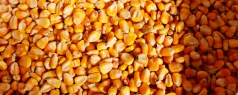 玉米粒放什么药不生虫 玉米放什么药不长虫