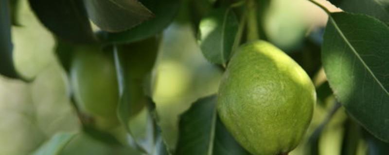 梨树套袋的最佳时间是什么时候（梨啥时候套袋最好）