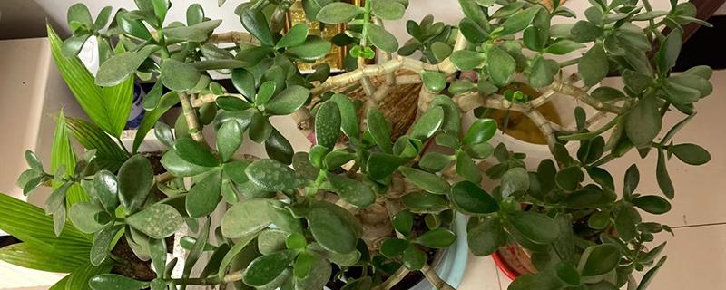 玉树用什么肥料长得最快（玉树用什么肥料长得好）