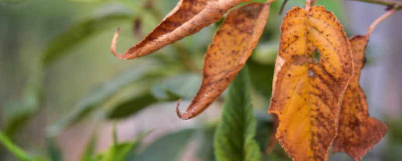 枯叶病用什么药 琴叶榕枯叶病用什么药