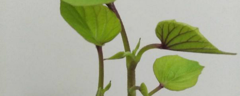 红薯垄宽多少（红薯起垄多宽）