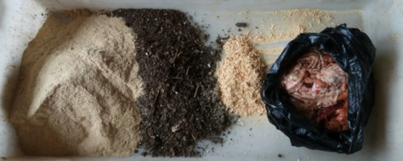 不臭快速沤鱼肠肥方法（怎样沤鱼肠肥不臭）