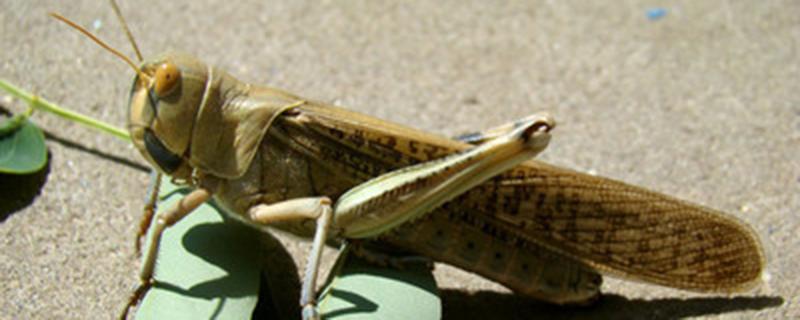防治蝗虫的措施 防治蝗虫的措施有哪些