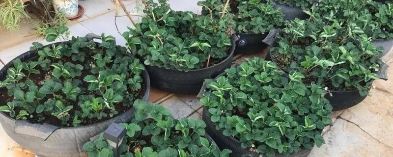 草莓的走茎苗能用几代（草莓苗走茎怎么种植）