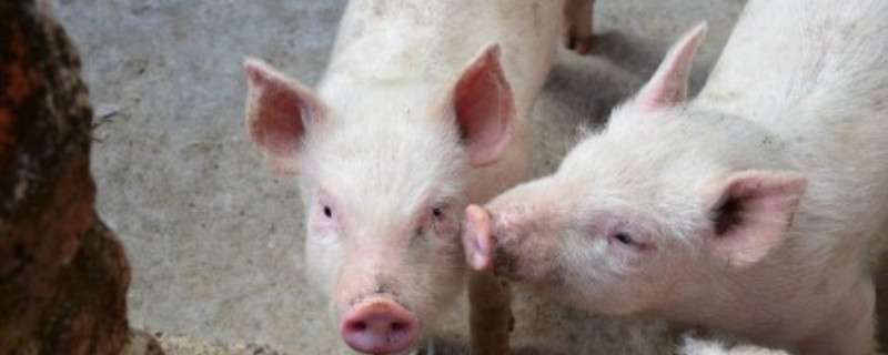 养猪喂食的最佳时间（猪的喂食什么时间喂合适）