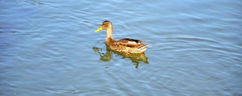 鸭子直接喂大米可以吗 鸭子直接喂生大米可以吗