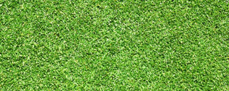 草坪种子如何播种 草坪种子如何播种均匀