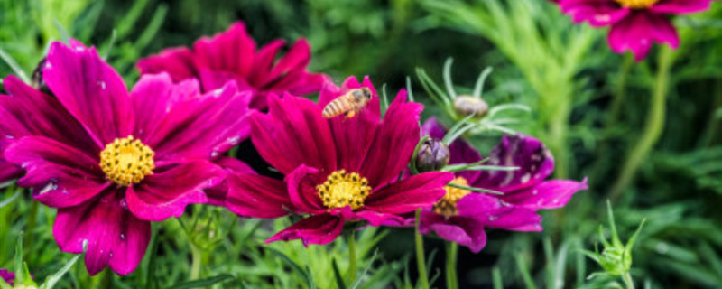 给花施肥用什么肥料（给花施肥用什么肥料开的好）