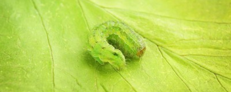 油虫用什么方法杀死 油虫怎么防治