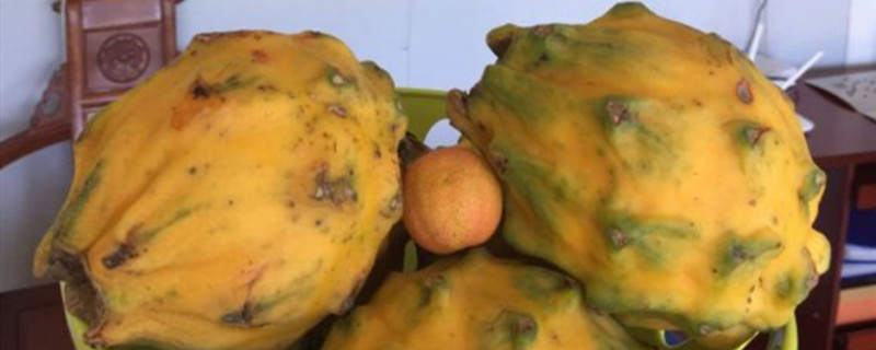 燕窝果种植几年挂果 燕窝果的种植