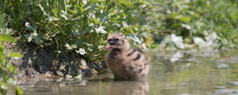 20天小鸡能放养吗 小鸡十天了可以放养吗?