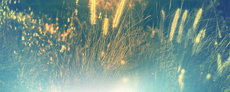 蓝羊茅养殖方法和注意事项（蓝羊茅在北方室外能过冬）