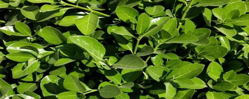 小便放几天才可以当肥料（小便放几天才可以当肥料使用）