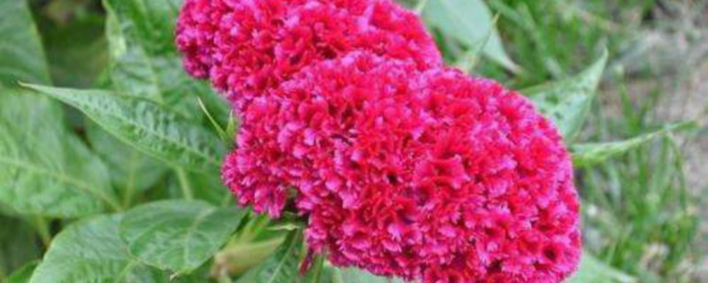 鸡冠花种子的种植方法和注意事项（鸡冠花种子种植方法步骤）