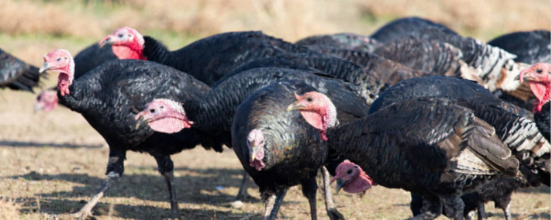 火鸡吃什么 火鸡吃什么草长得快