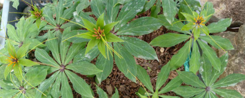 种植重楼用什么肥料长得快（重楼用什么肥料最好）