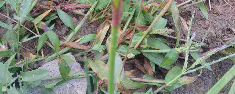 阔叶杂草用什么除草剂 水稻阔叶杂草用什么除草剂