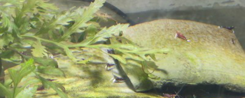 苏虾白袜的养殖条件 白袜虾繁殖