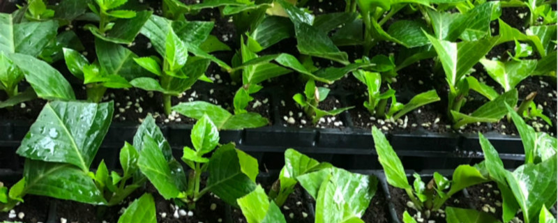 扦插苗需要盖几天塑料膜 室内扦插需要盖塑料薄膜吗