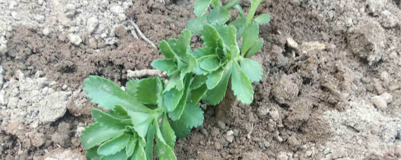 速效复合肥可以种菜吗 速效复合肥能种菜吗