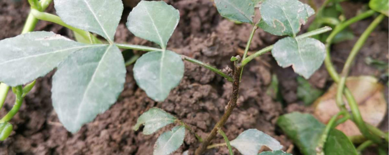 花椒树地里能用草甘膦除草吗 草甘膦能杀死花椒树吗