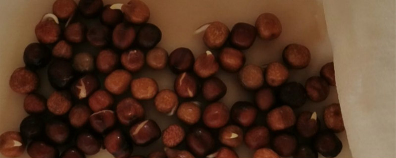 秋水仙素处理种子和幼苗的区别(常用秋水仙素处理幼苗或萌发的种子)