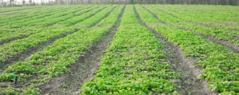 盐碱地怎样改良（盐碱地怎样改良可以用硫酸吗）
