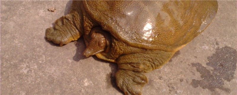 甲鱼怎么养殖（甲鱼怎么养殖方法视频）