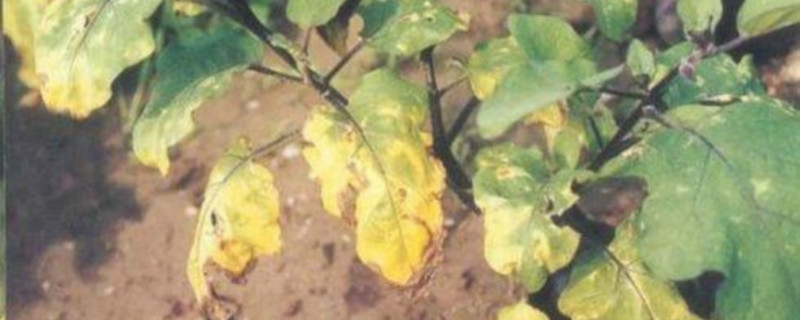 敌克松能治疗什么病害（农药敌克松的作用和用途）