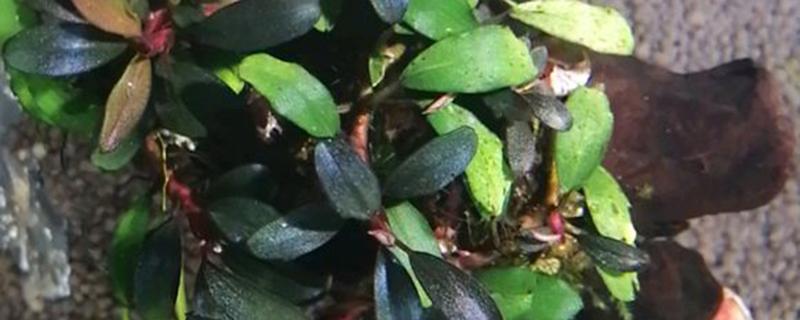 辣椒苗卷叶是什么原因 辣椒苗卷叶是怎么回事