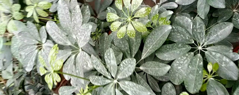 草胺磷喷洒后多长时间下雨有效 打草铵膦下雨有效吗