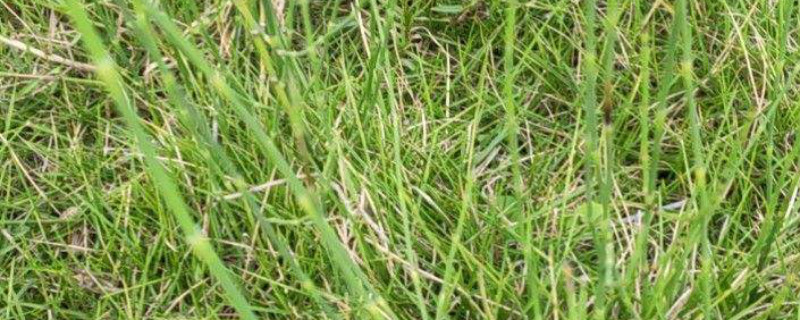 节节草用什么除草剂可以灭除 竹节草打什么除草剂